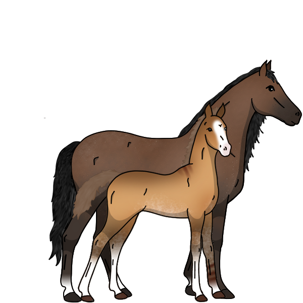 Horse Image