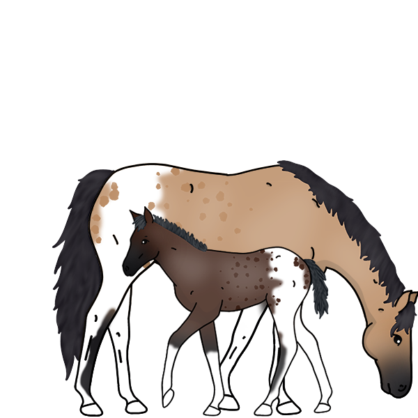 Horse Image
